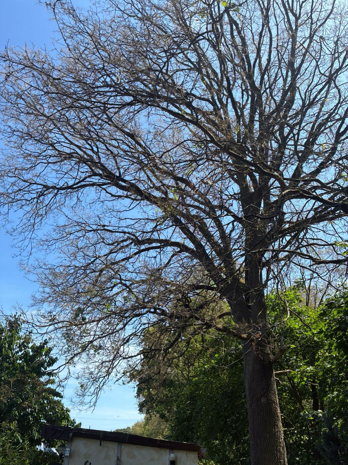 Von Eichenprozessionsspinner befallene Eiche im Sommer — Baum vollständig kahl gefressen, keine Blätter trotz vollem Sommer
