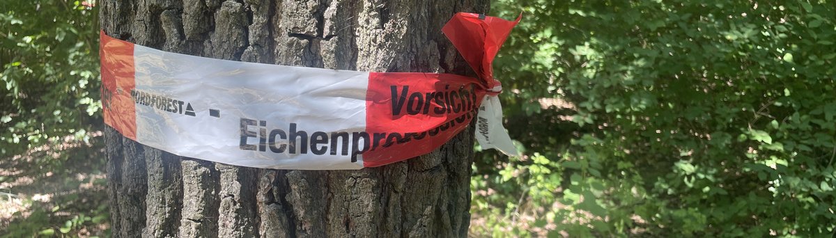 Absperrband mit Aufschrift 'Vorsicht Eichenprozessionsspinner' an einem Eichenstamm in Berlin, Juni 2026